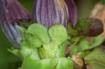 Bottle gentian